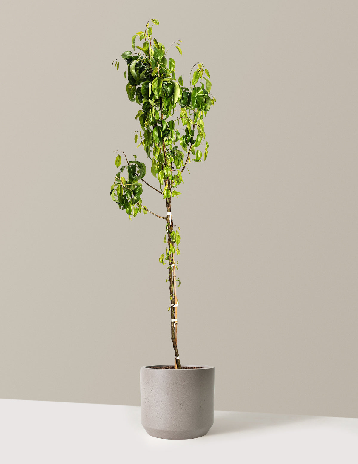 bundle | 4-5 ft. | Mexia | Cement Grey