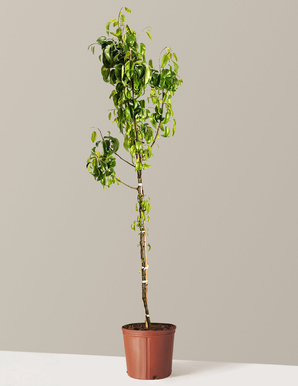 D'Anjou Pear Tree
