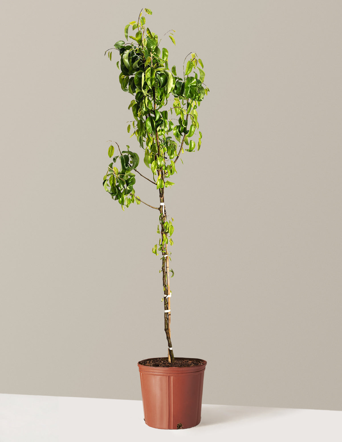 D'Anjou Pear Tree