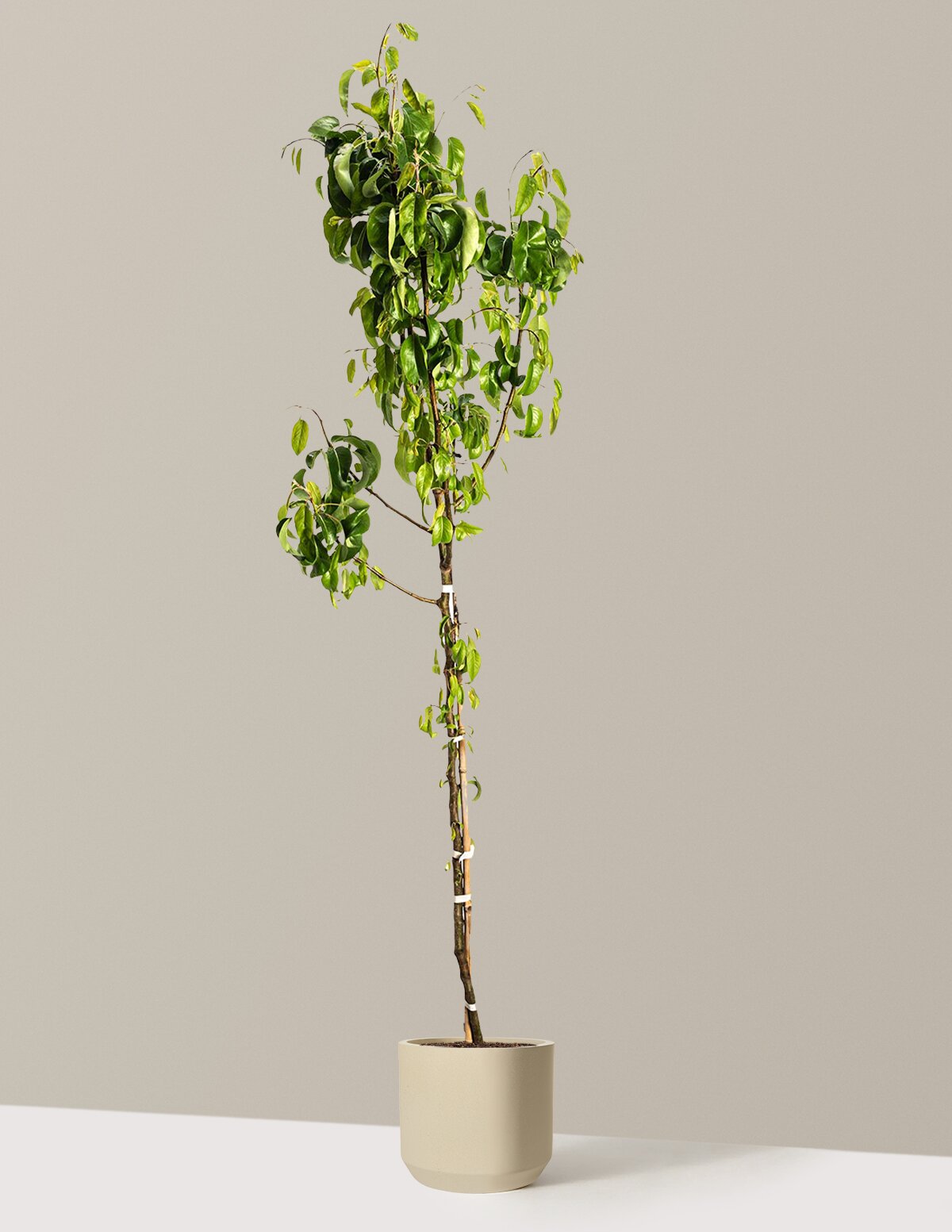 D'Anjou Pear Tree
