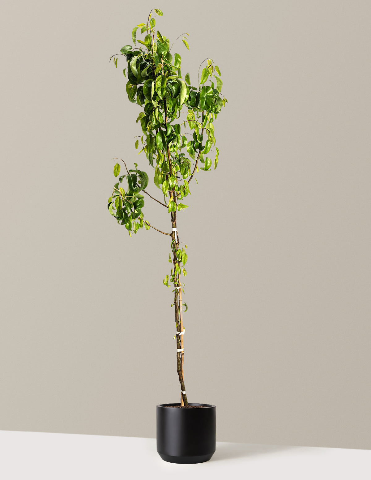 D'Anjou Pear Tree