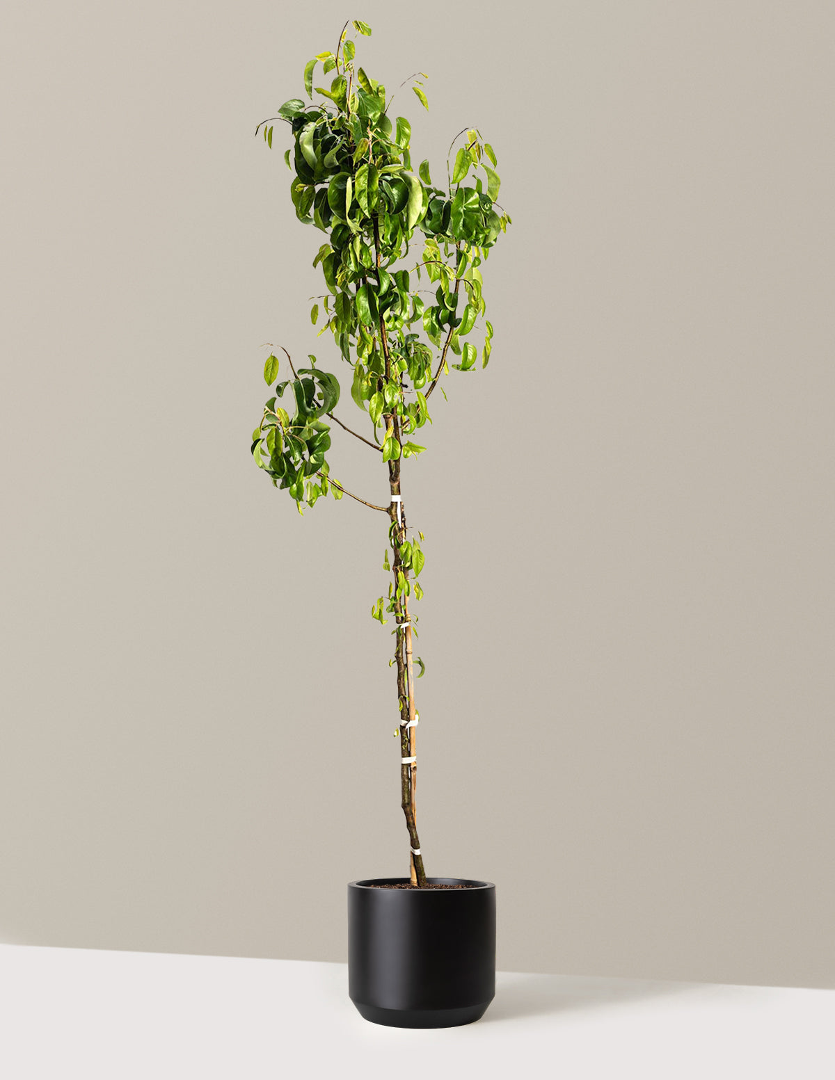 D'Anjou Pear Tree