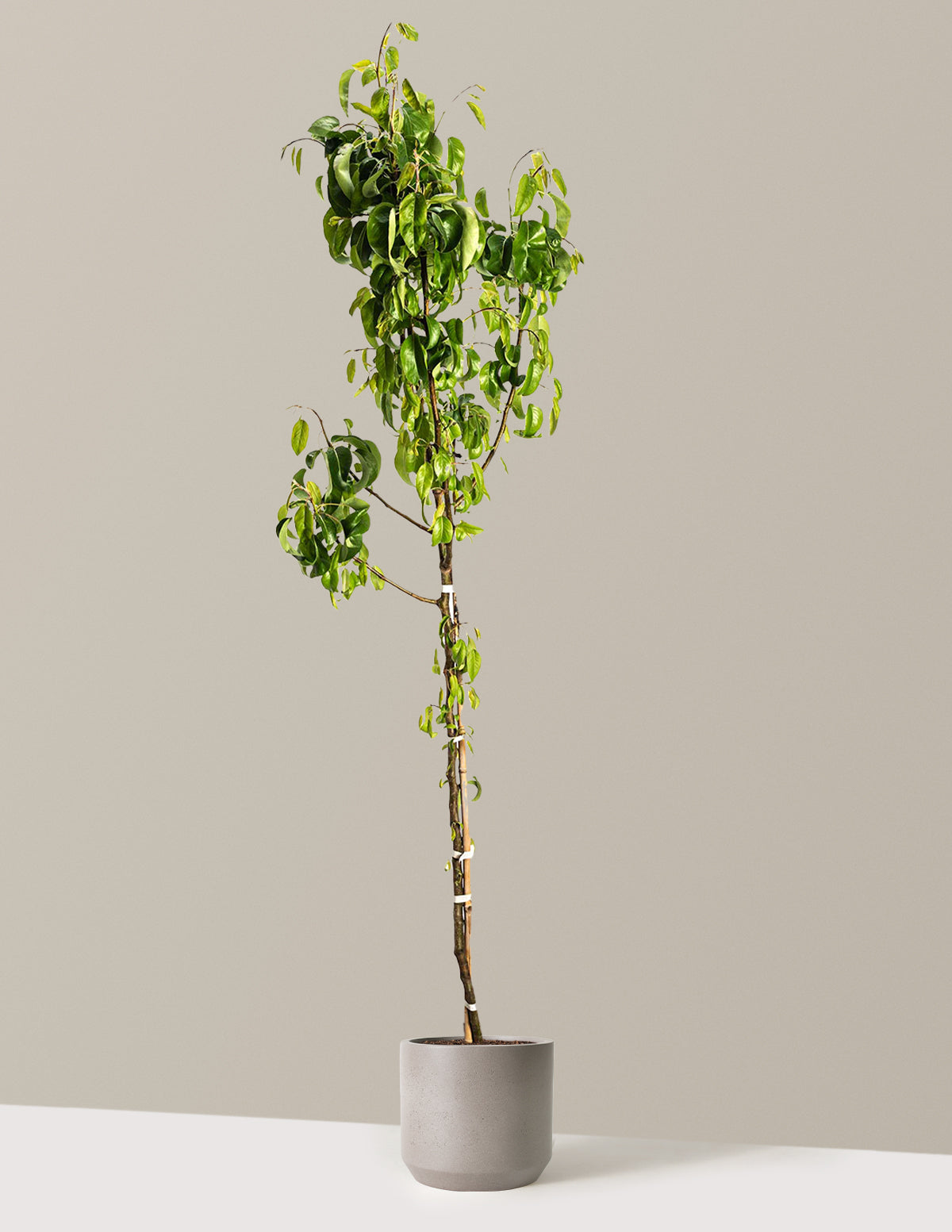 D'Anjou Pear Tree