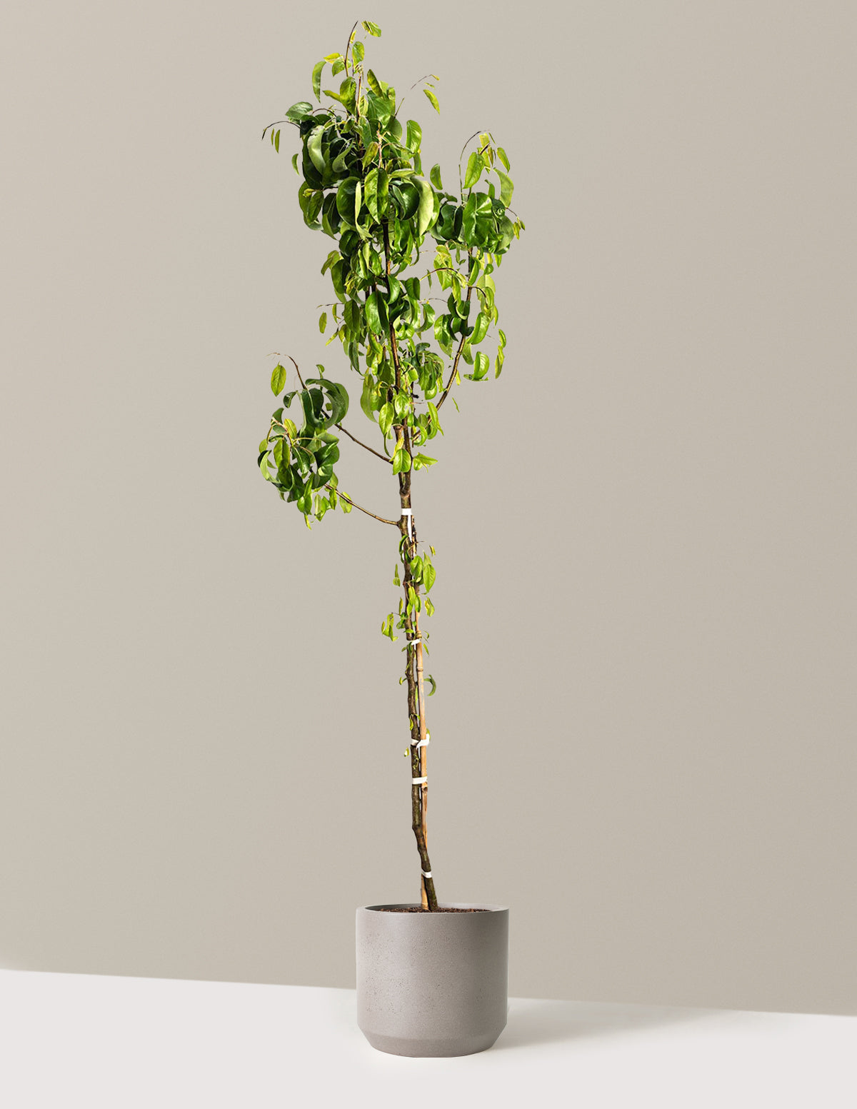D'Anjou Pear Tree