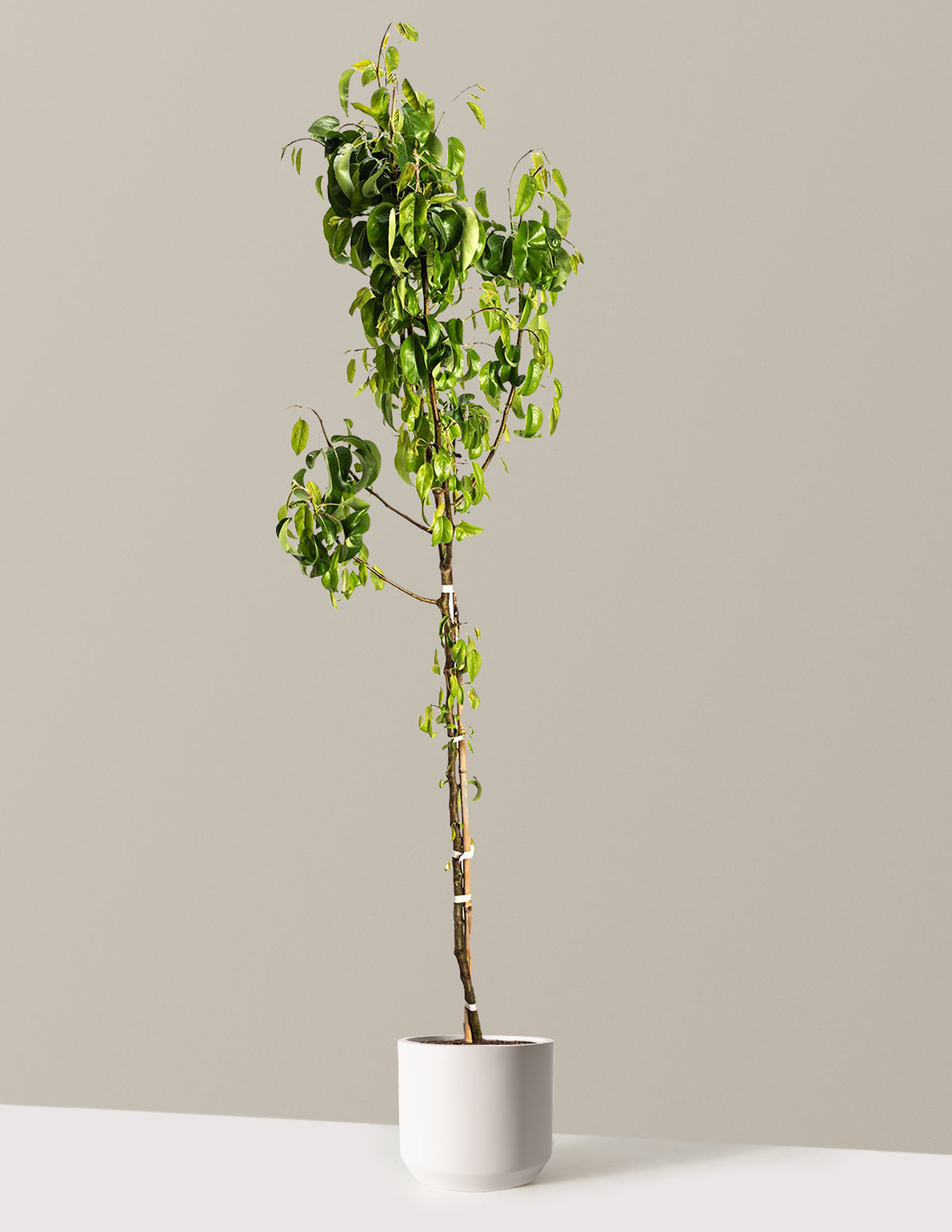 D'Anjou Pear Tree