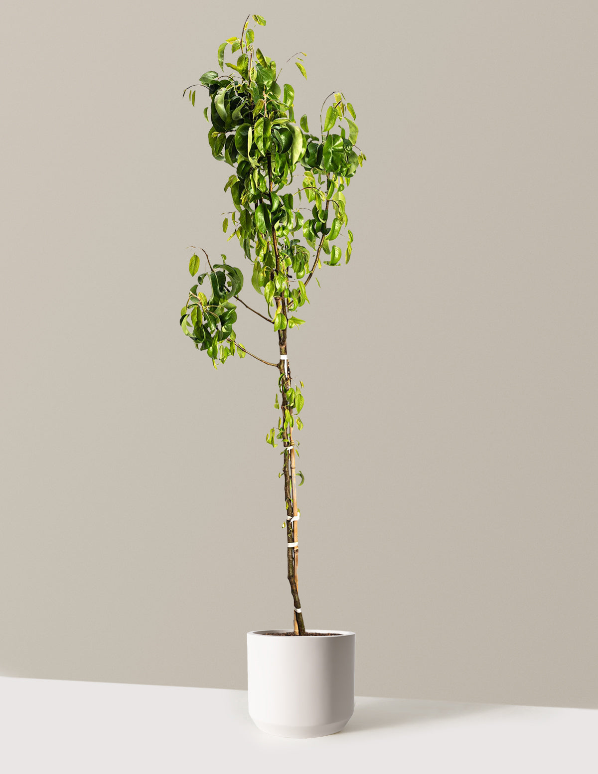 D'Anjou Pear Tree