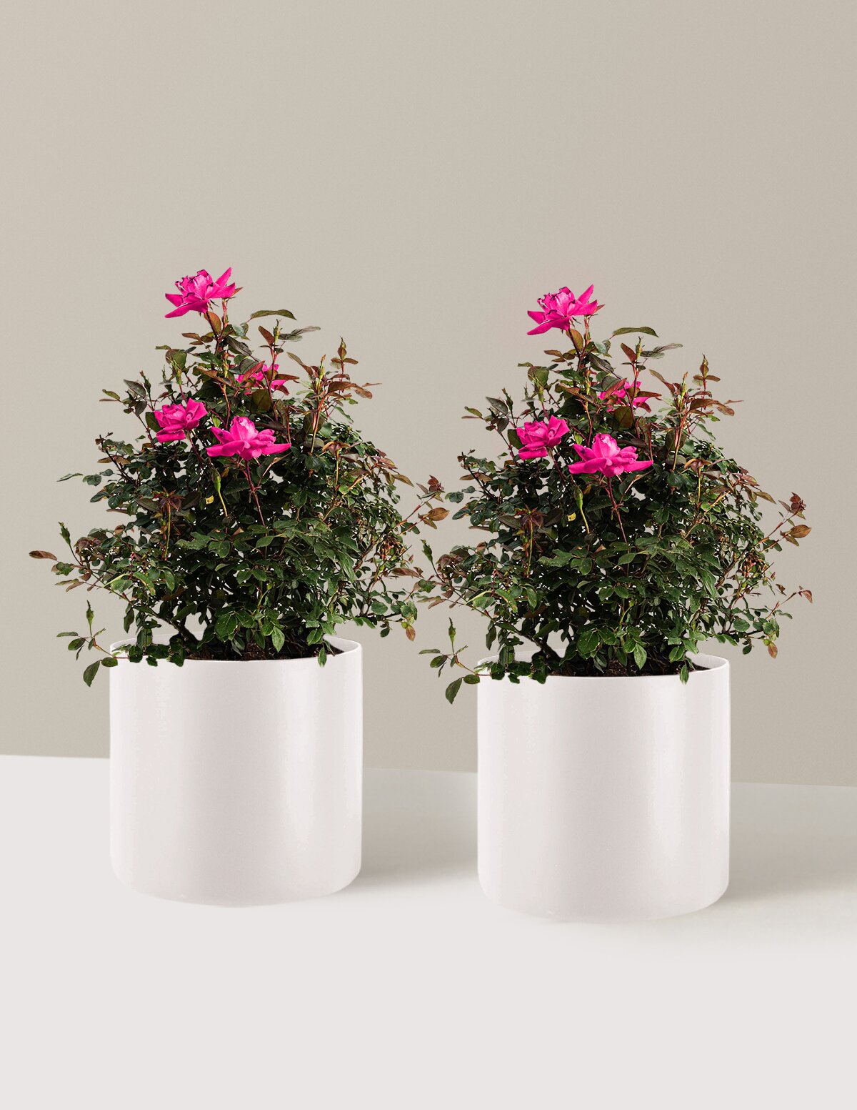 Pink Double Knock Out® Rose