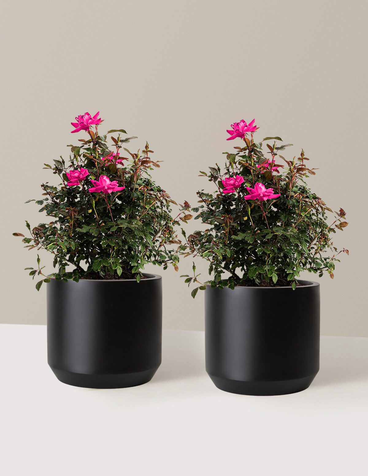 Pink Double Knock Out® Rose