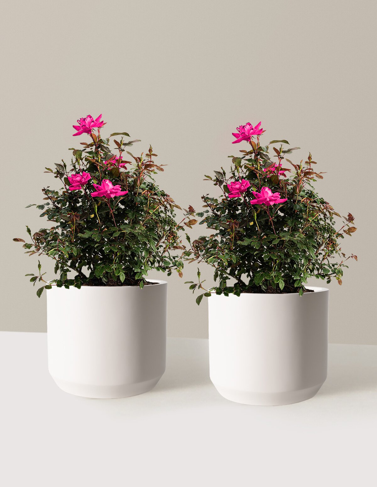 Pink Double Knock Out® Rose