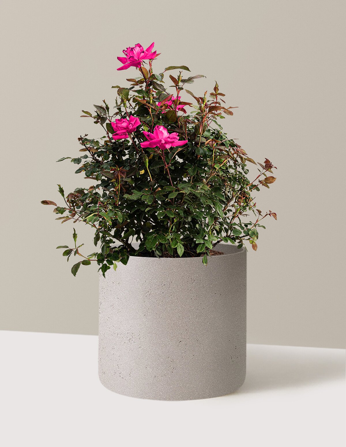 Pink Double Knock Out® Rose