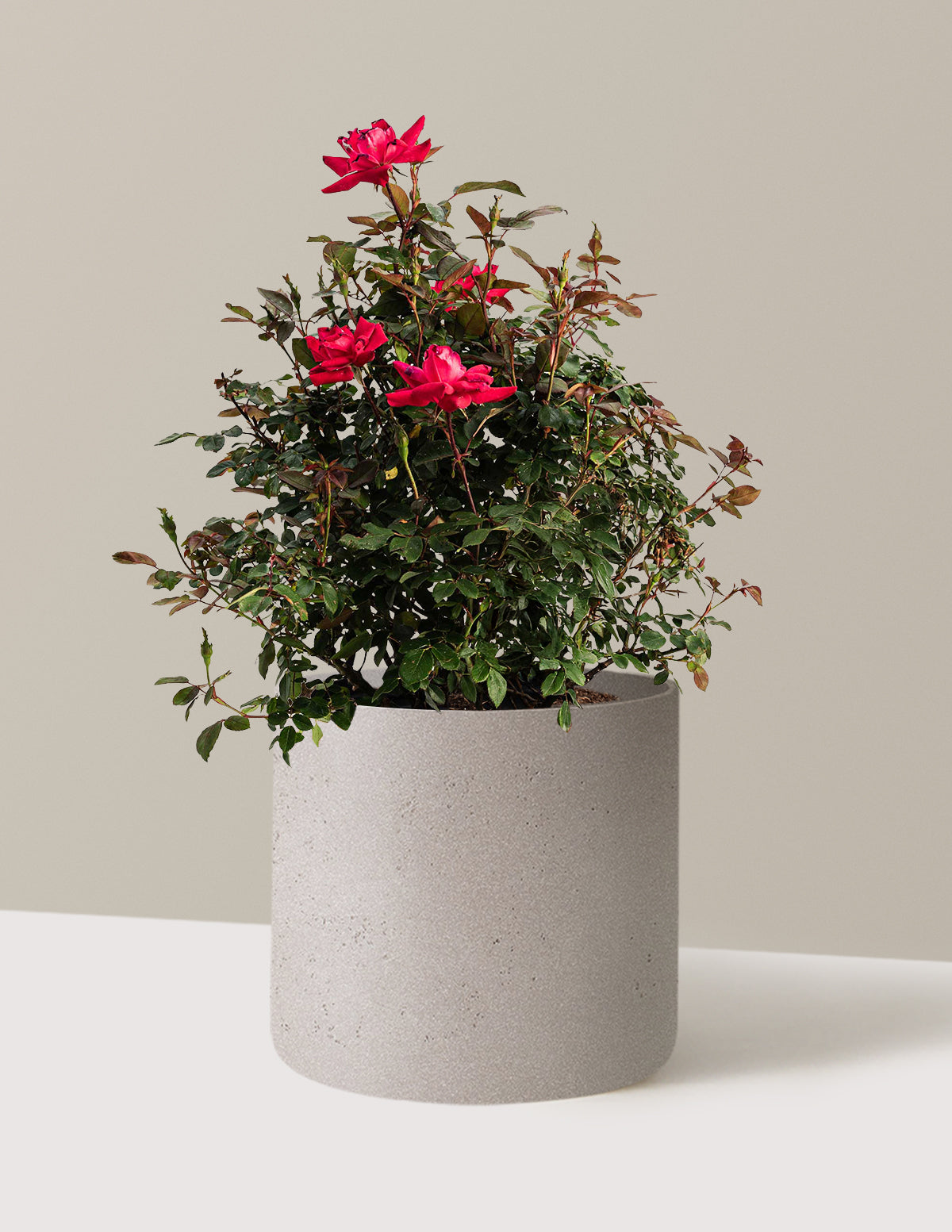 bundle | 3 Gallon | Agnes | Cement Grey