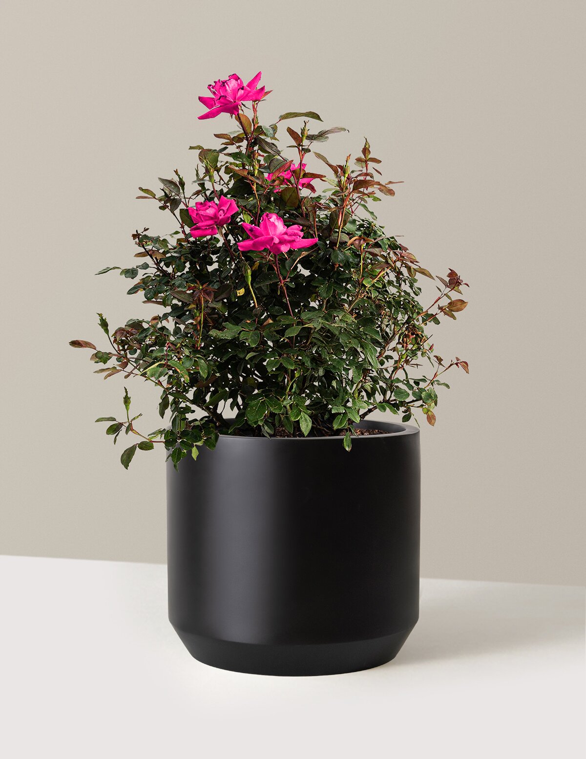 Pink Double Knock Out® Rose