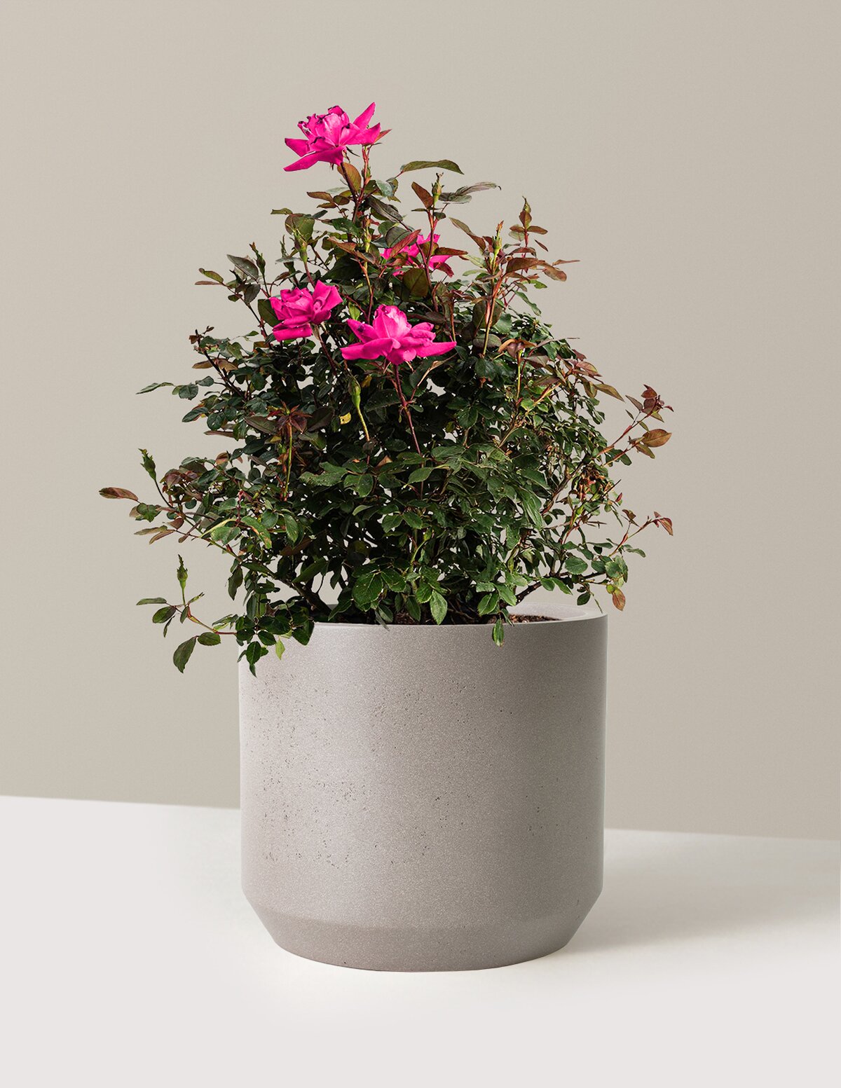 Pink Double Knock Out® Rose