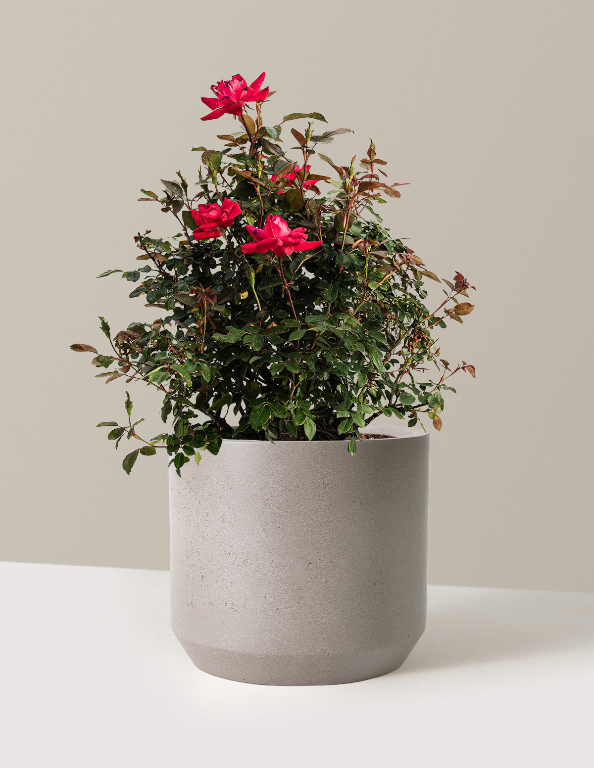 bundle | 3 Gallon | Mexia | Cement Grey