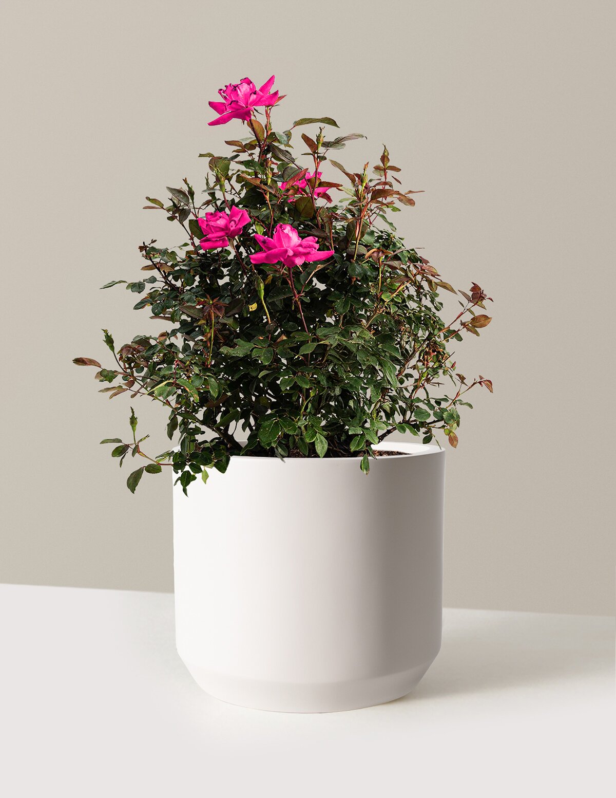 Pink Double Knock Out® Rose