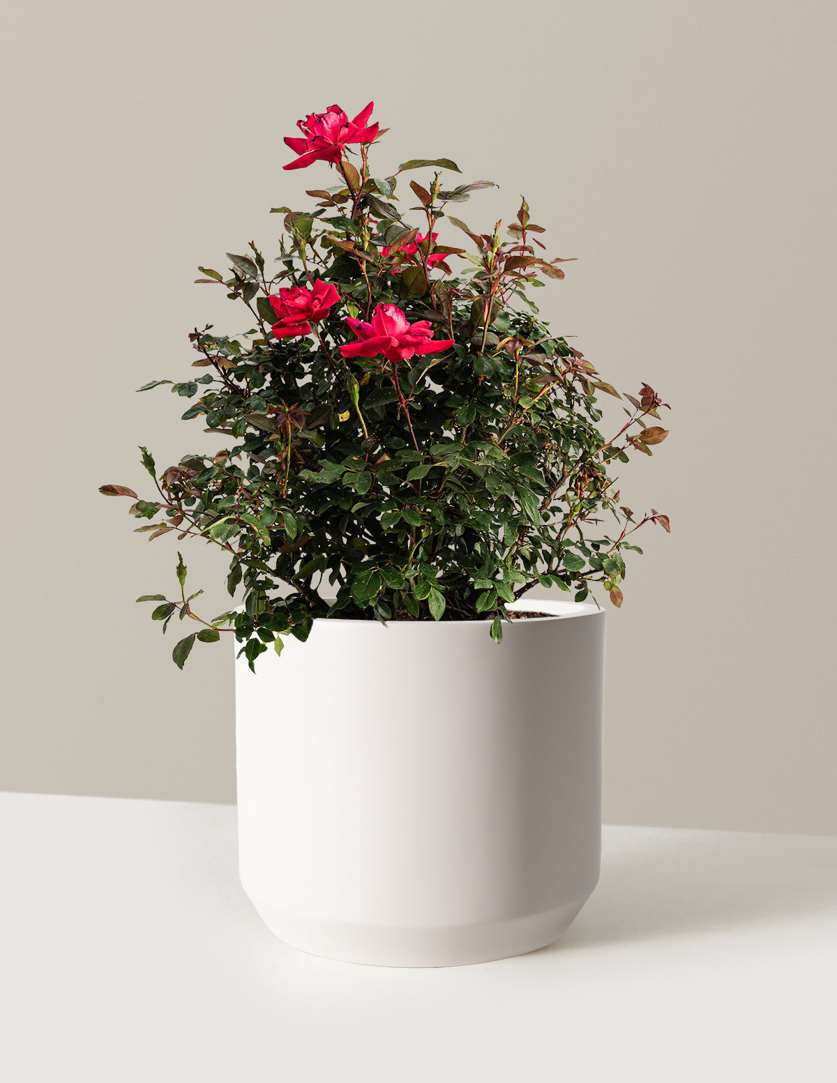 bundle | 3 Gallon | Mexia | Cream