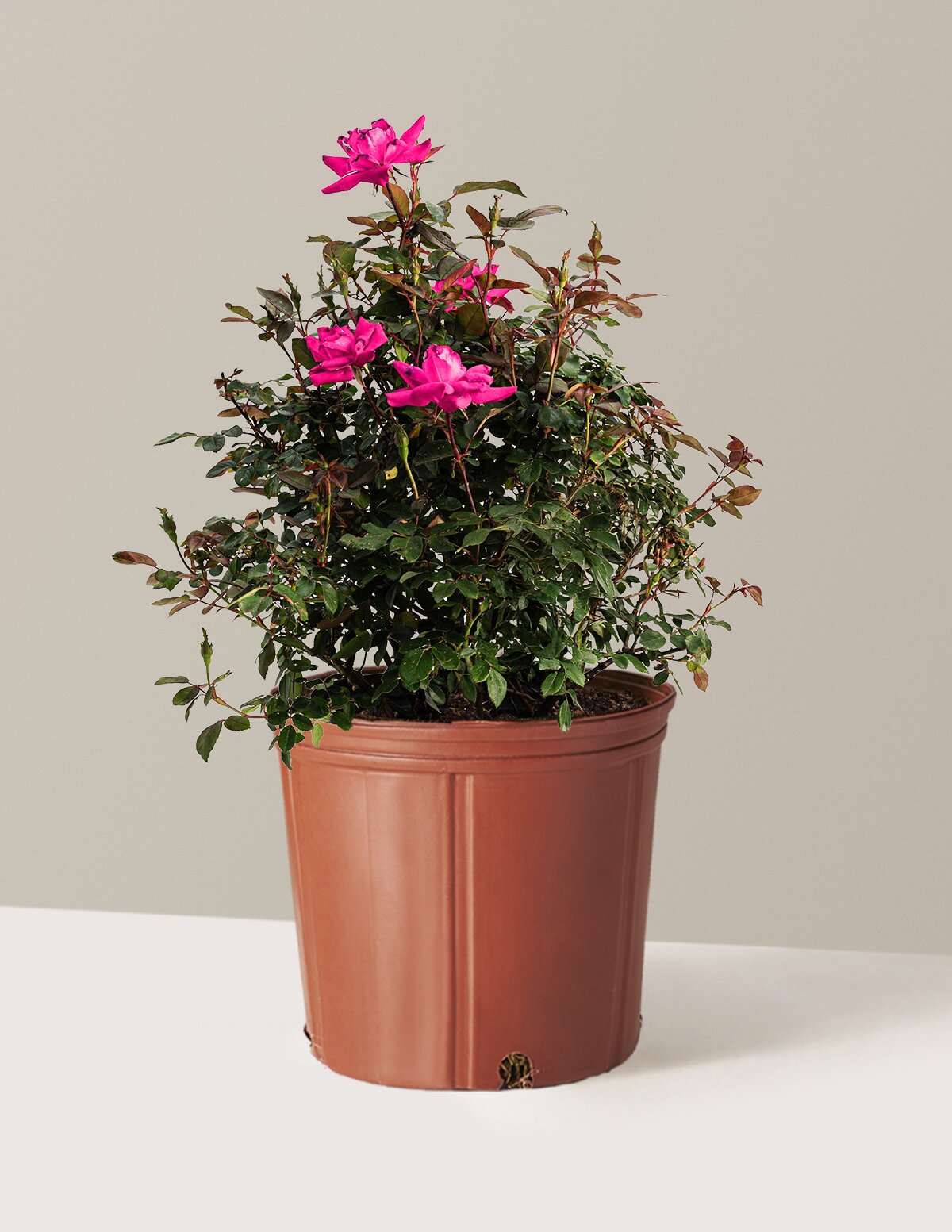 Pink Double Knock Out® Rose