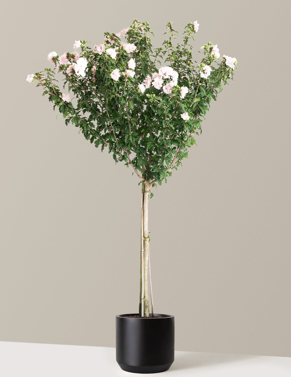 files/the-sill_Large-Double-Pink-Rose-of-Sharon-Tree_Large_Mexia-Black_Variant.jpg