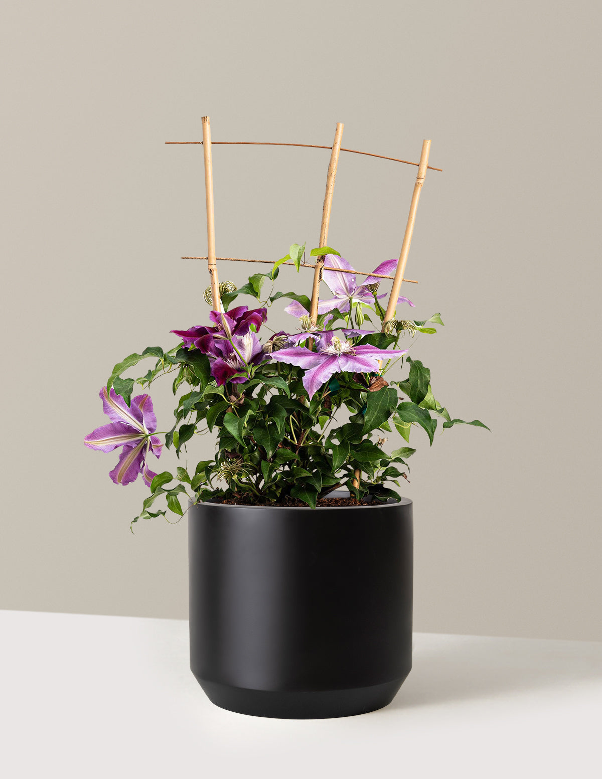 bundle | 2 Gallon | Mexia | Black