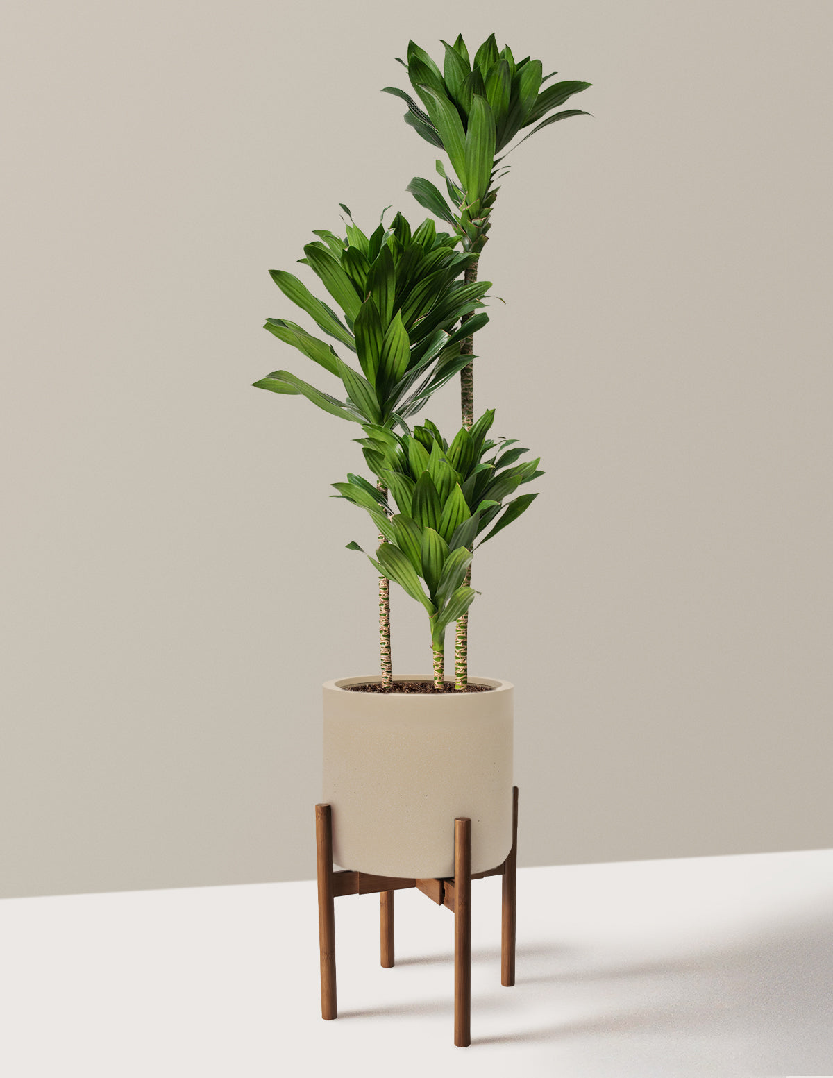 Large Dracaena Compacta Cane