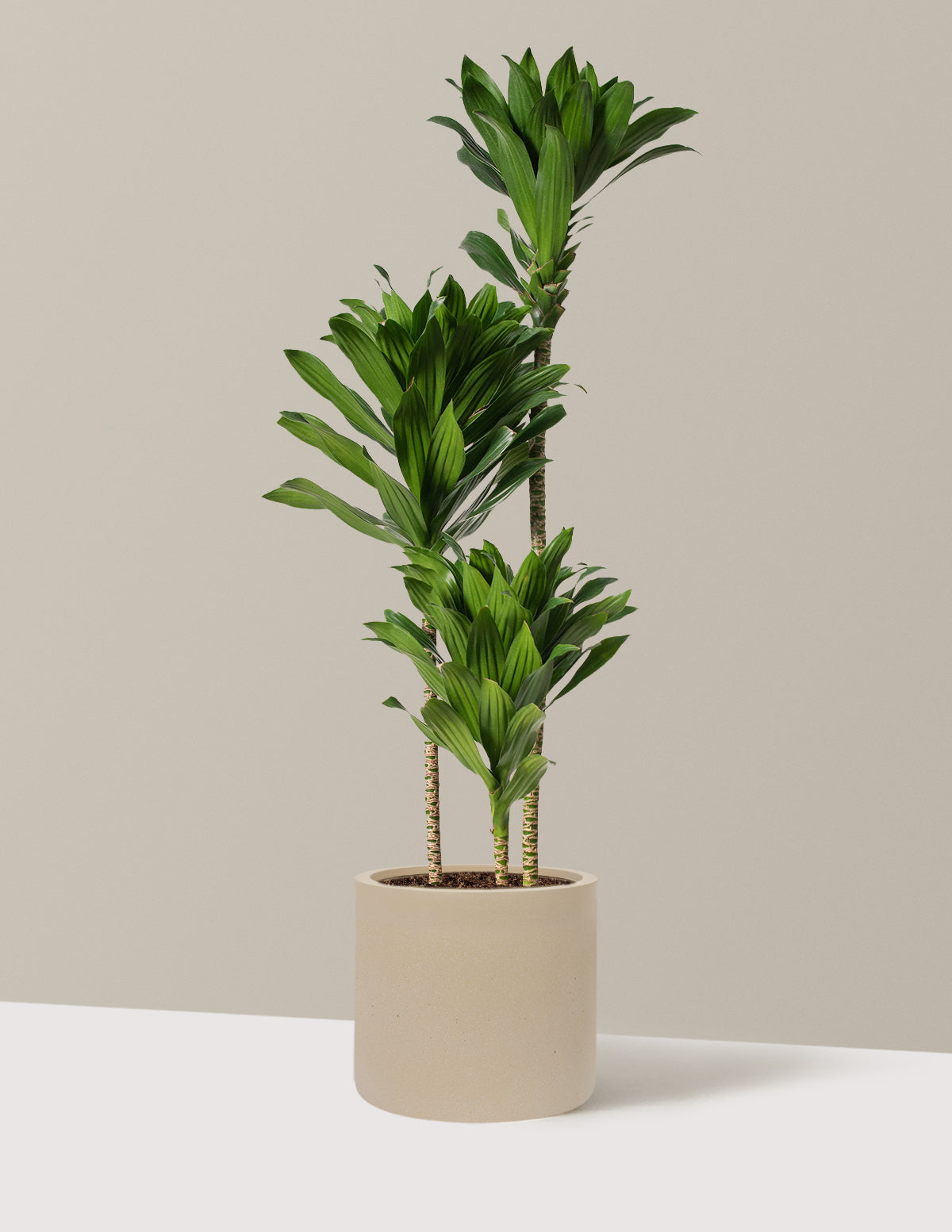 Large Dracaena Compacta Cane