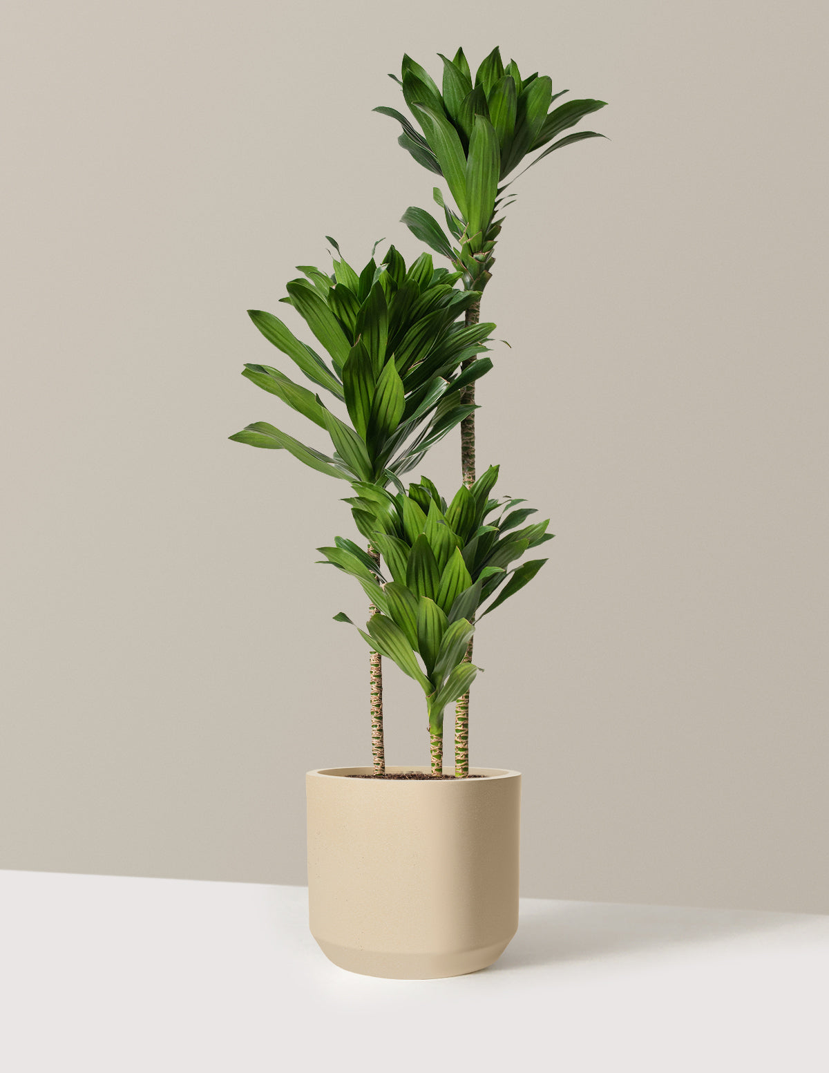 files/the-sill_Large-Dracaena-Compacta_Large_Mexia_Sand_Variant.jpg