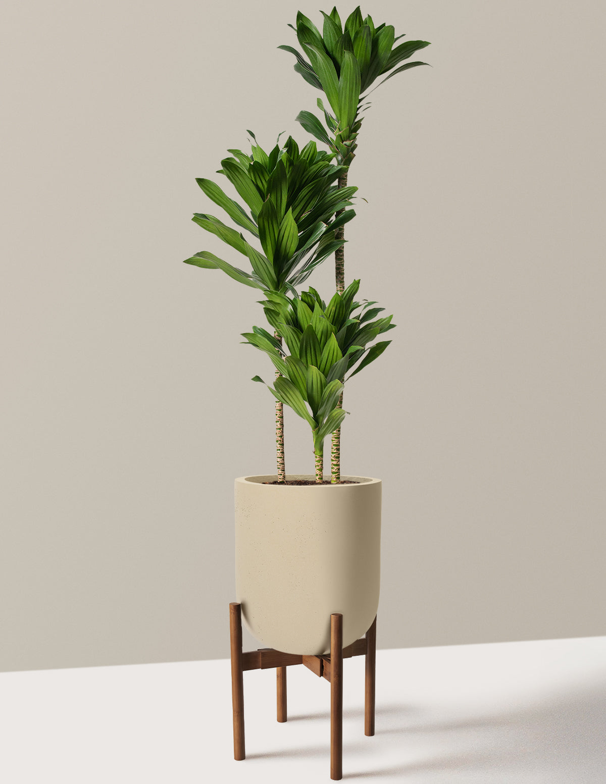 Large Dracaena Compacta Cane
