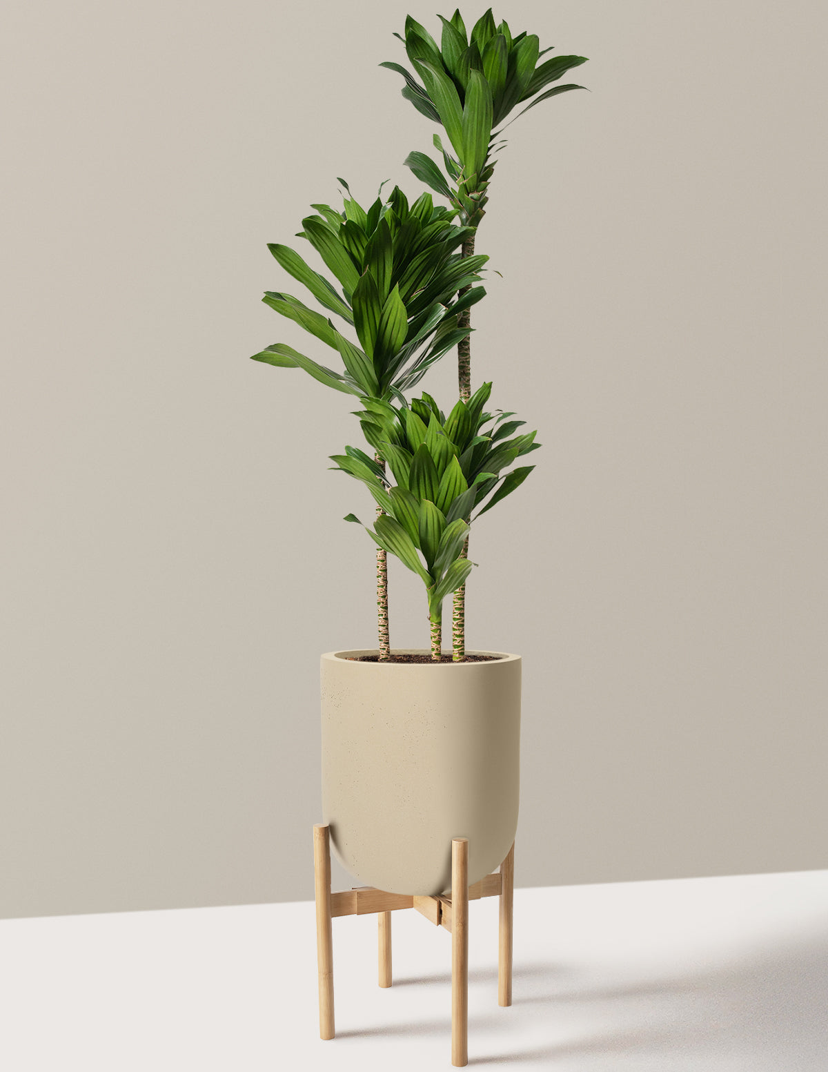Large Dracaena Compacta Cane