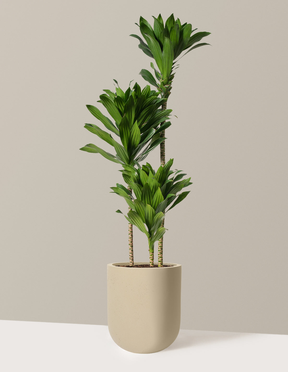 Large Dracaena Compacta Cane