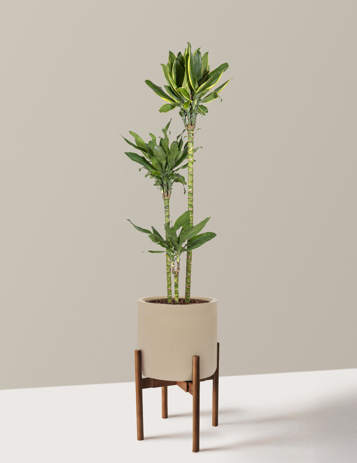Dracaena Steudneri Gold Dream