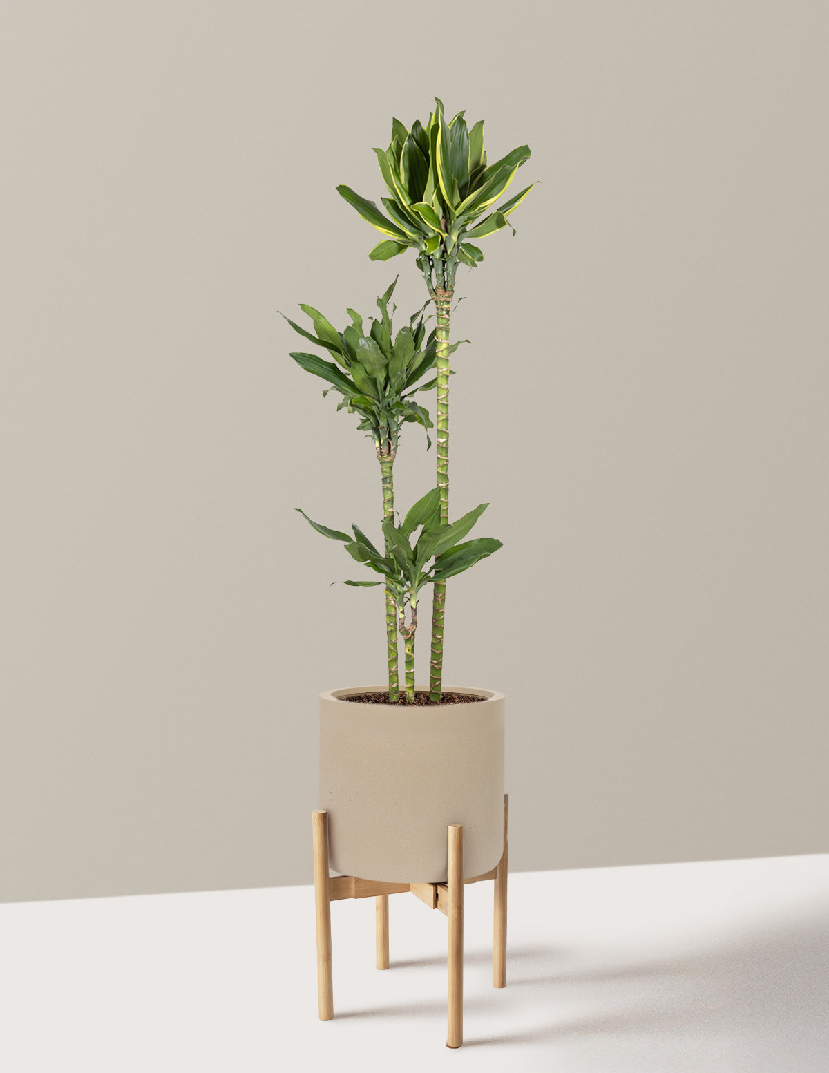 Dracaena Steudneri Gold Dream
