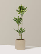 Dracaena Steudneri Gold Dream