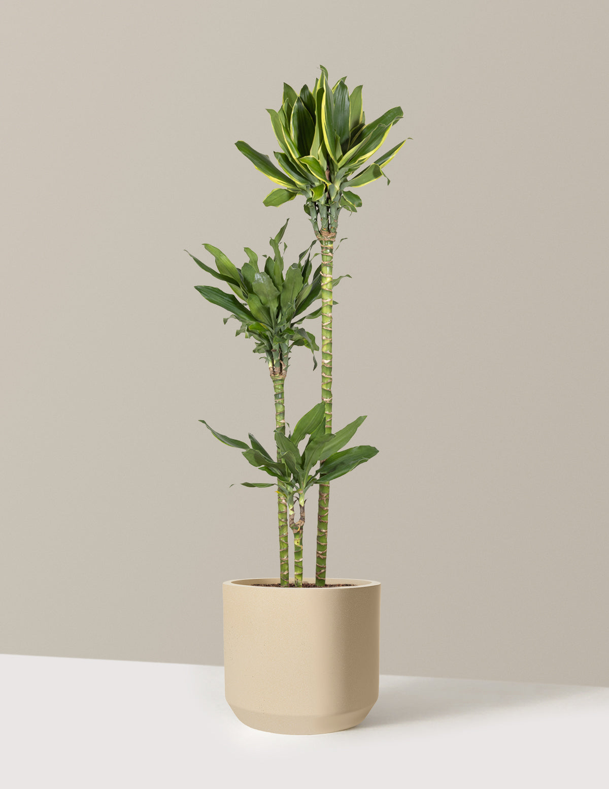 Dracaena Steudneri Gold Dream