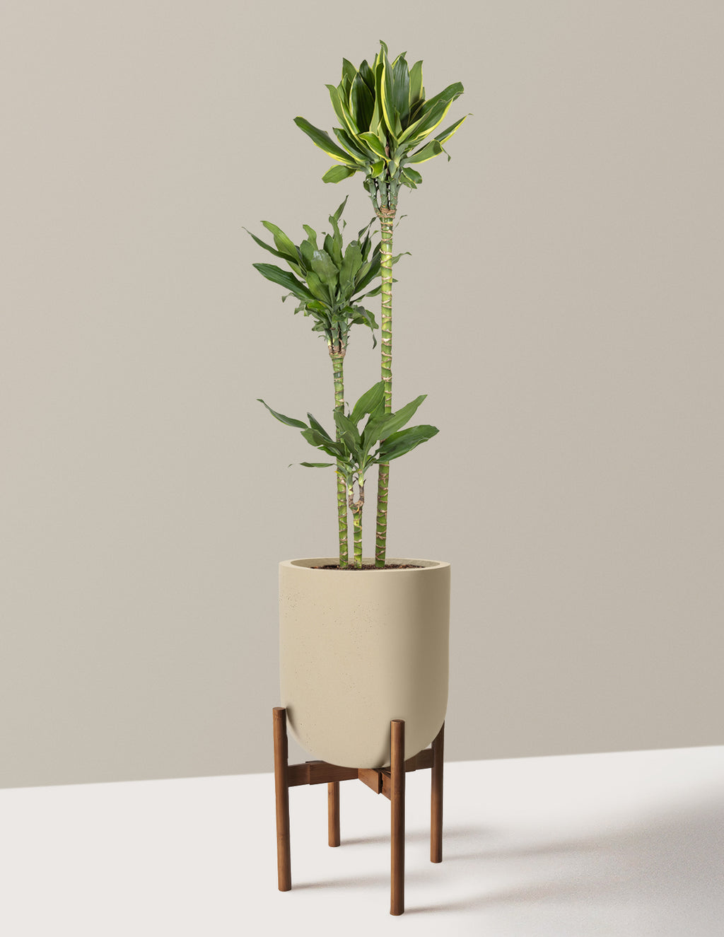 Dracaena Steudneri Gold Dream