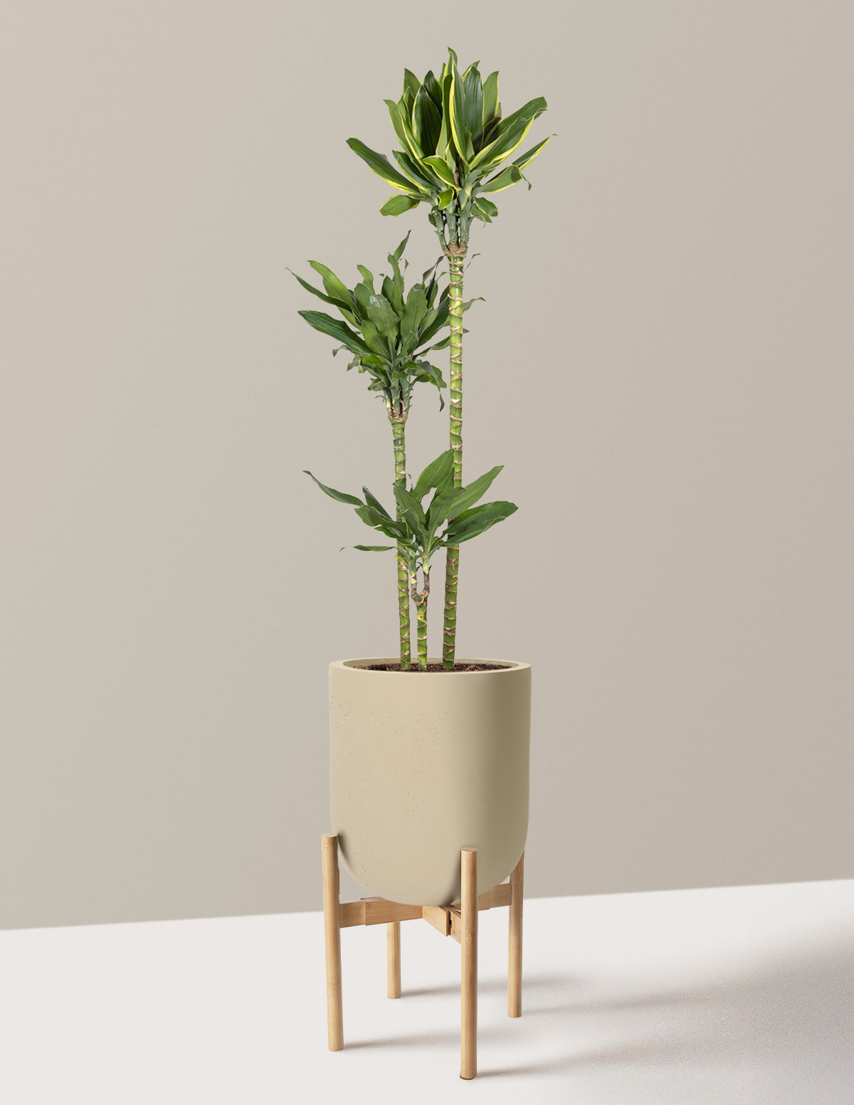 Dracaena Steudneri Gold Dream