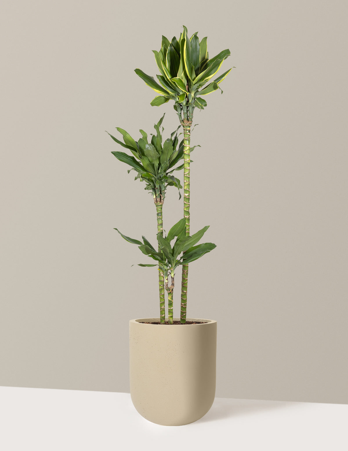 Dracaena Steudneri Gold Dream