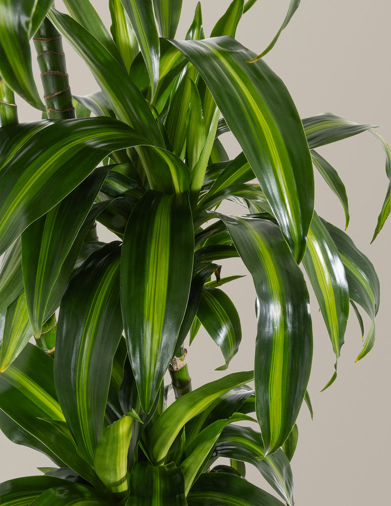How to care for a Dracaena Hawaiian Sunshine