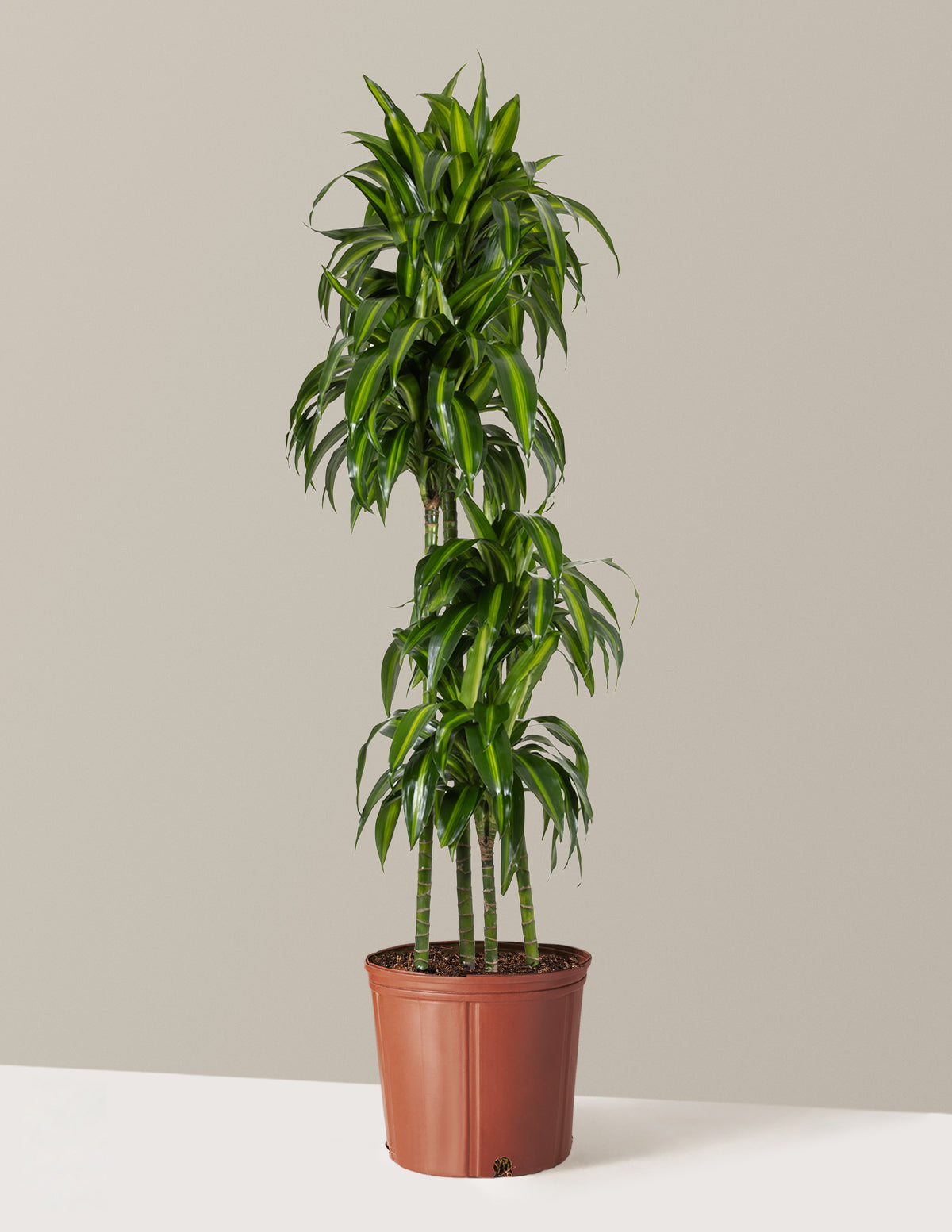 Dracaena Hawaiian Sunshine
