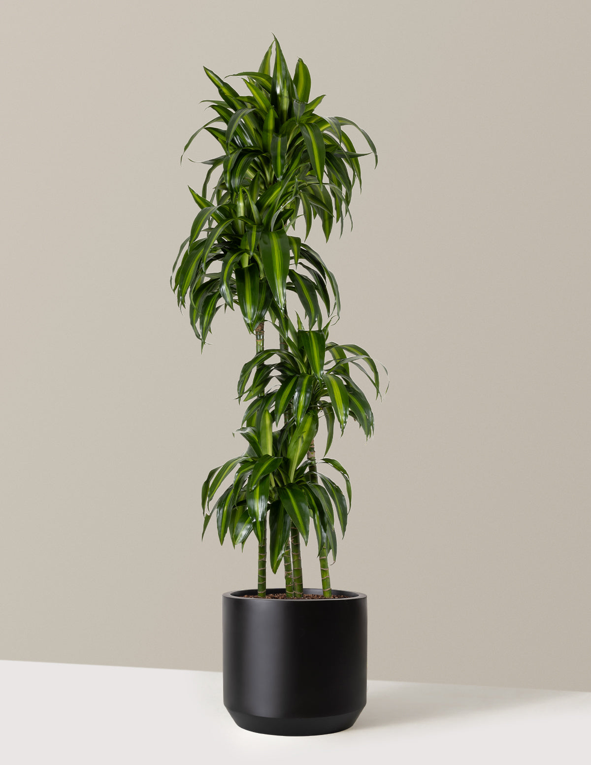 Dracaena Hawaiian Sunshine