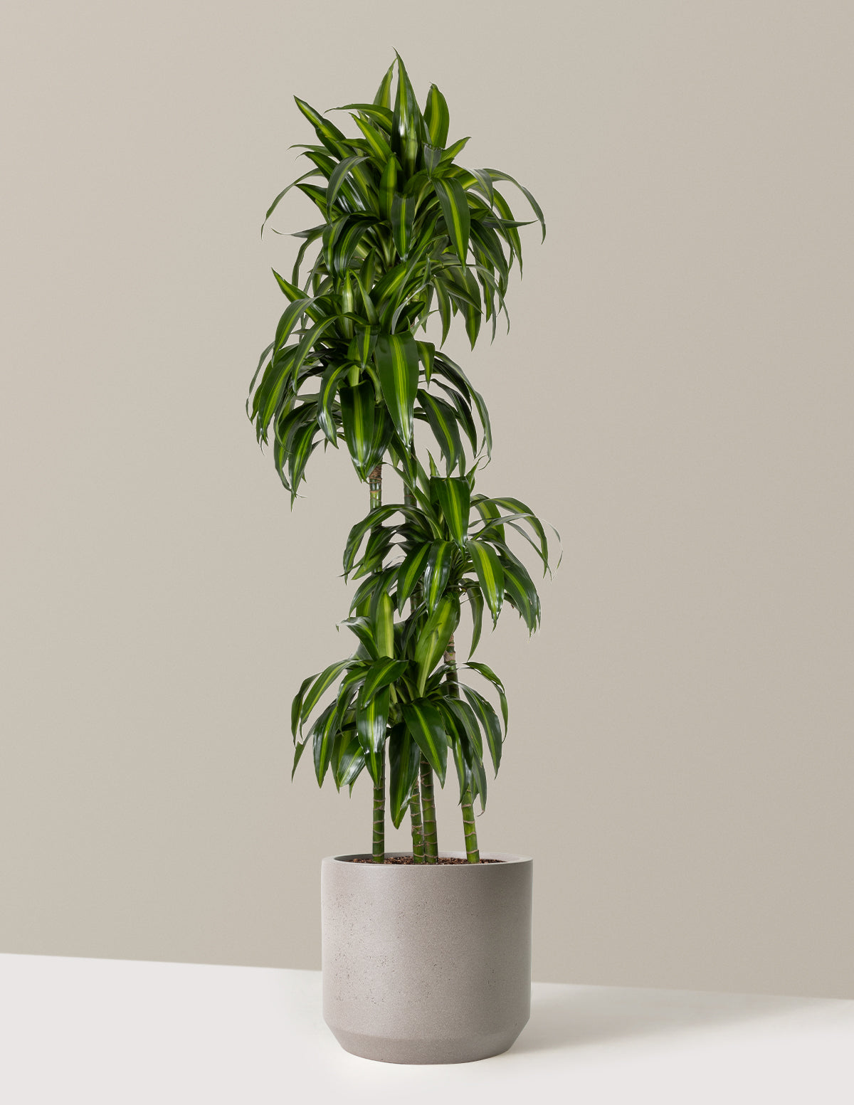files/the-sill_Large-Dracaena-Hawaiian-Sunshine_Large_Mexia-Cement-Grey_Variant.jpg
