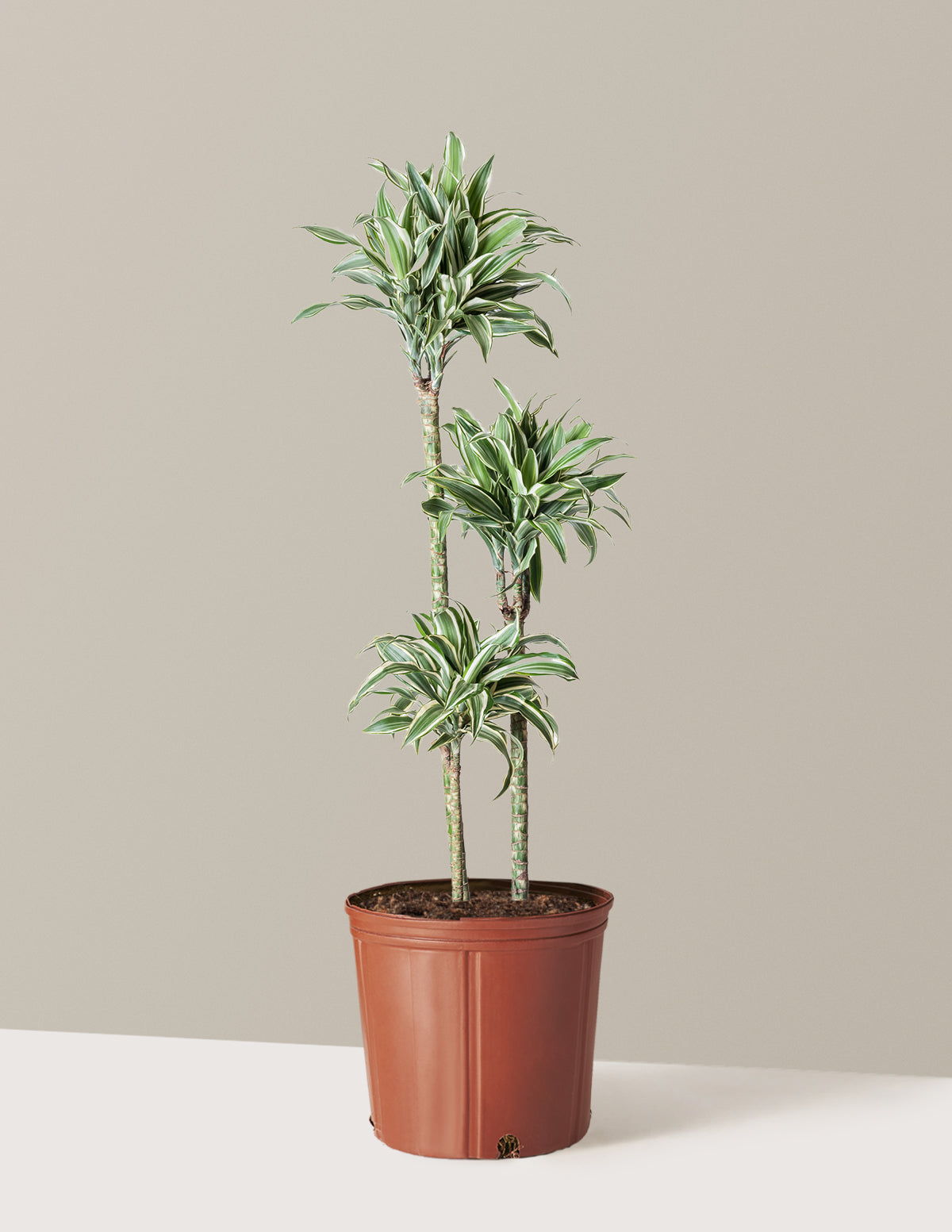 bundle | Large | Grow Pot