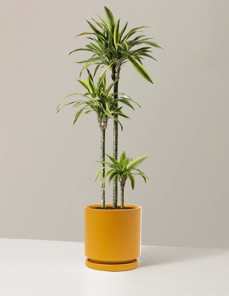 How to care for a Dracaena Lemon Surprise