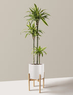 Large Dracaena Lemon Lime