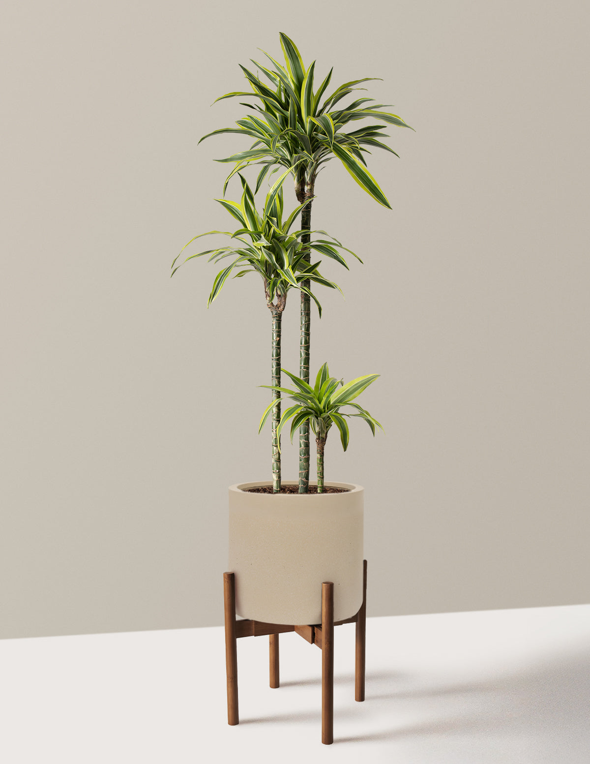 Large Dracaena Lemon Lime