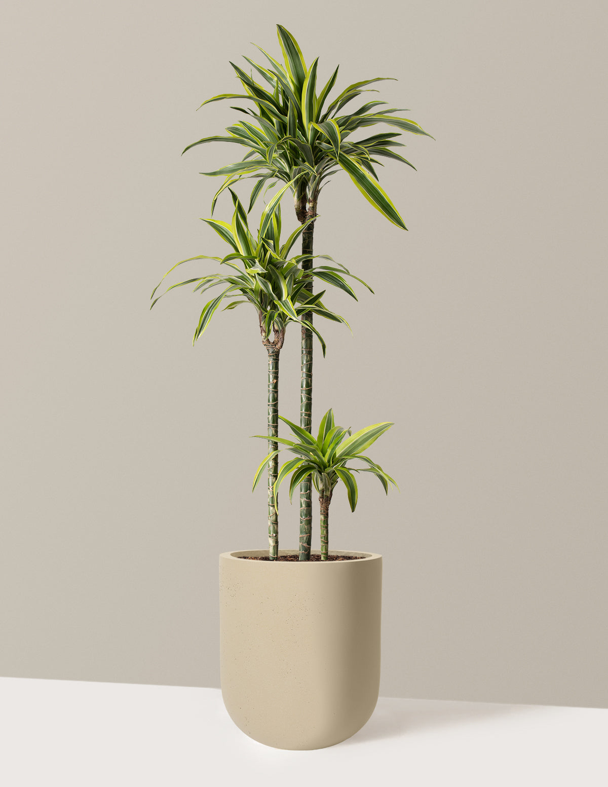 files/the-sill_Large-Dracaena-Lemon-Lime_Large_Pallas_Sand_Variant.jpg