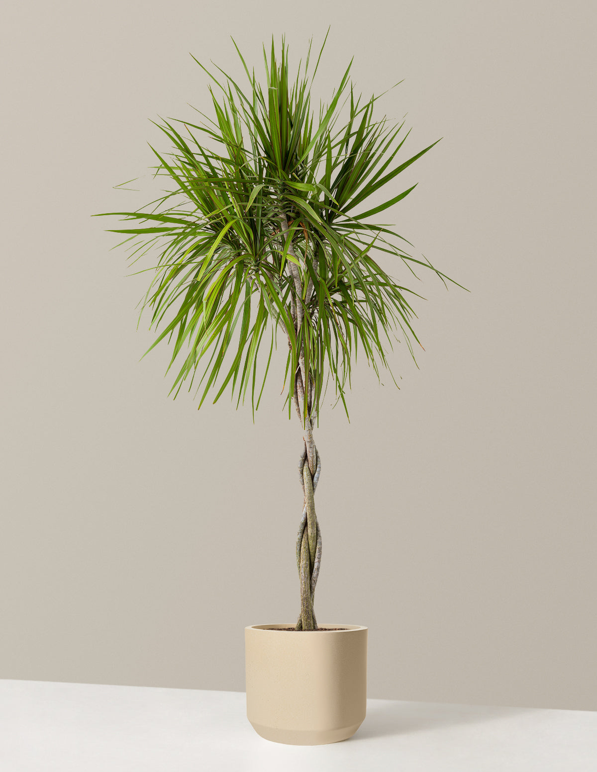 Dracaena Marginata Braided