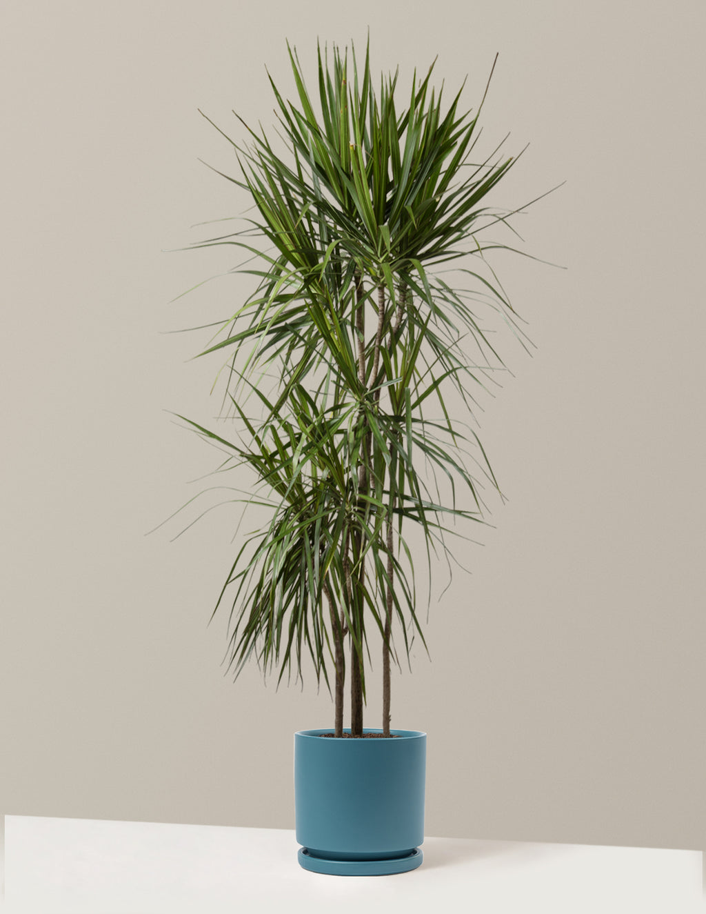 bundle | Large | Isabella | Antique Teal