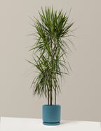 bundle | Large | Isabella | Antique Teal