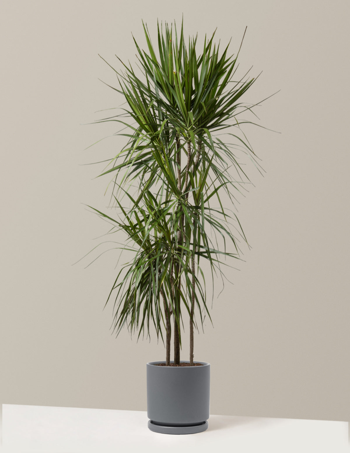 bundle | Large | Isabella | Granite