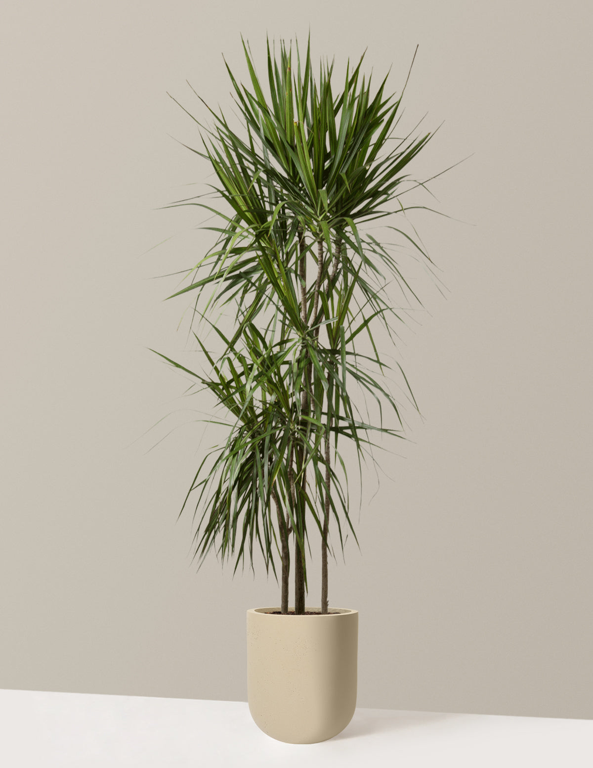 files/the-sill_Large-Dracaena-Marginata-Cane_Large_Pallas_Sand_Variant.jpg